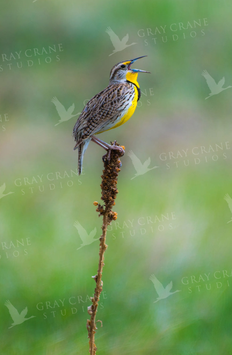 Western Meadowlark Watercolor Print