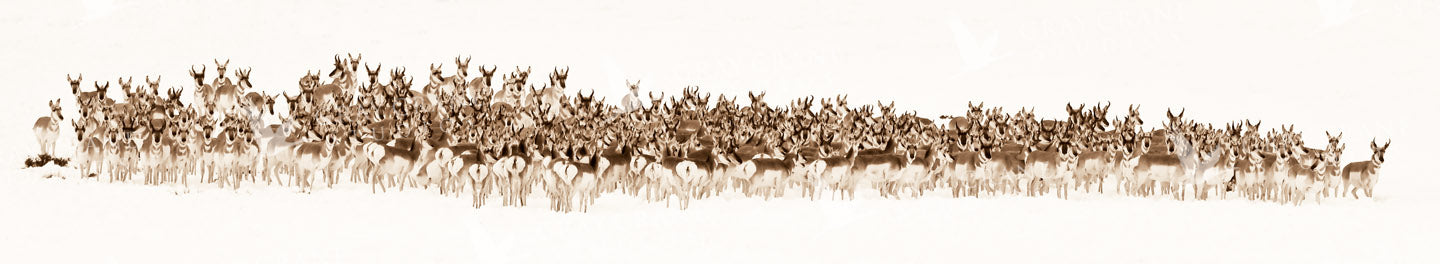The Wild Bunch Watercolor Print