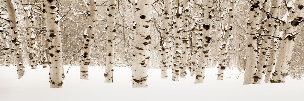 Winter Aspens Watercolor Print