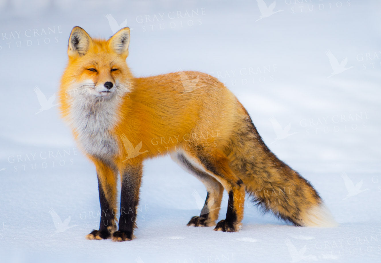 Winter Fox Watercolor Print