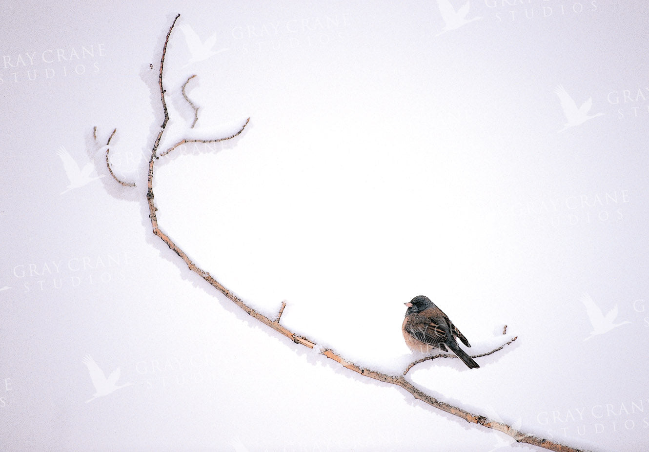 Winter Junco Watercolor Print