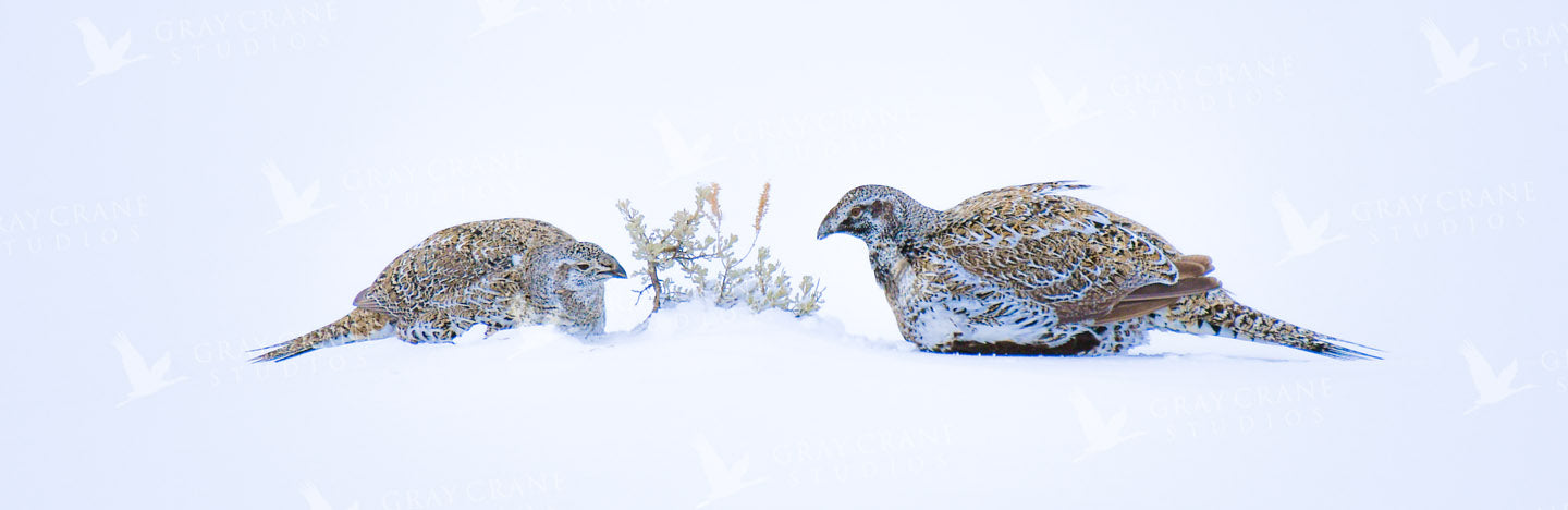 Winter Rations Watercolor Print