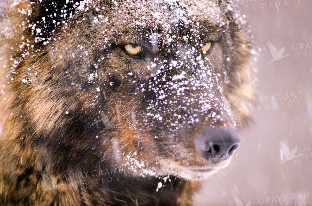 Wolf Eyes Watercolor Print