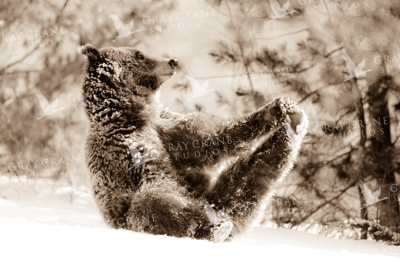 Yoga Bear Watercolor Print