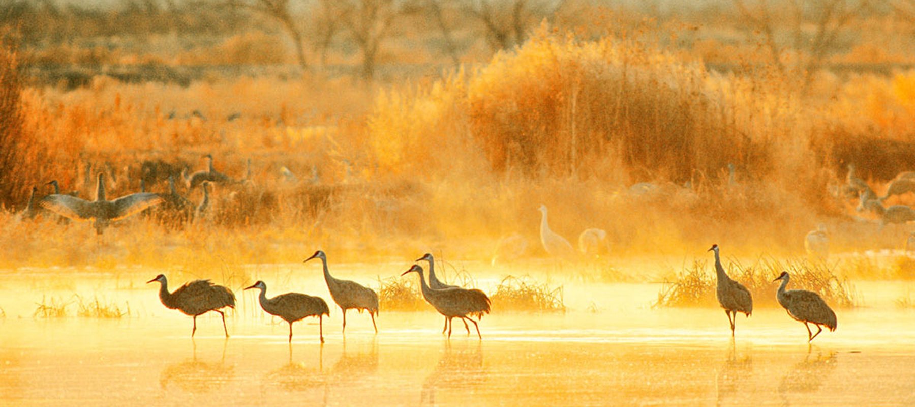 Morning Cranes