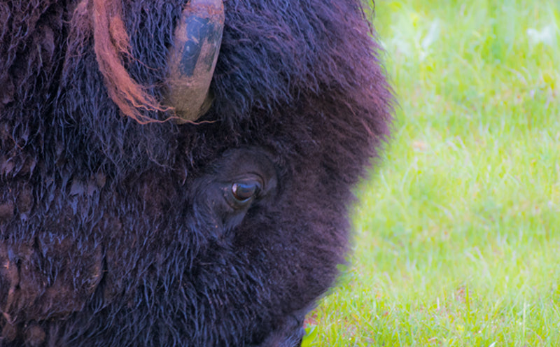 Buffalo