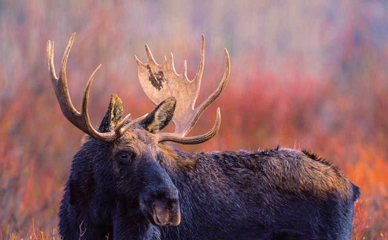Wildlife