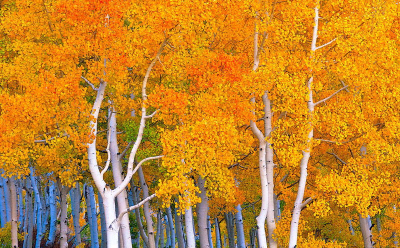Trees