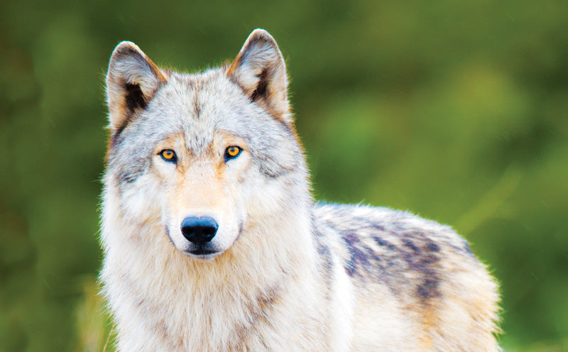 Canids