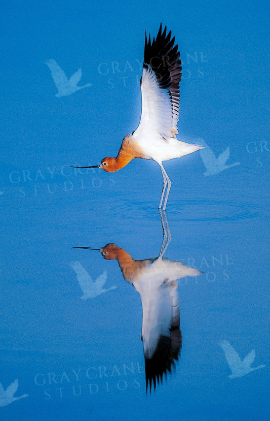 Avocet Display — watercolor print by Gary Crandall