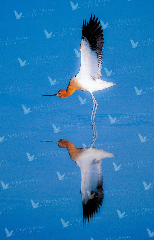 Avocet Display — watercolor print by Gary Crandall