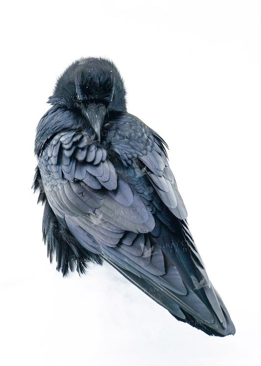 Blue Raven — watercolor print by Gary Crandall