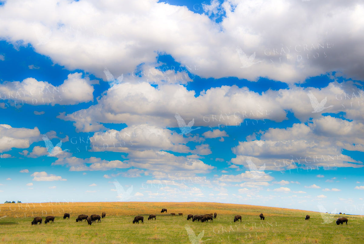 Cloudy With Bison — watercolor print by Gary Crandall