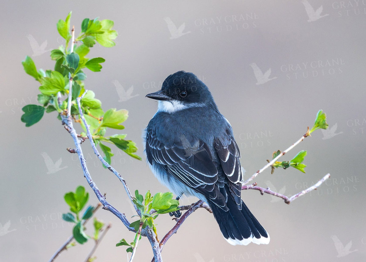 Eastern Kingbird Watercolor Print