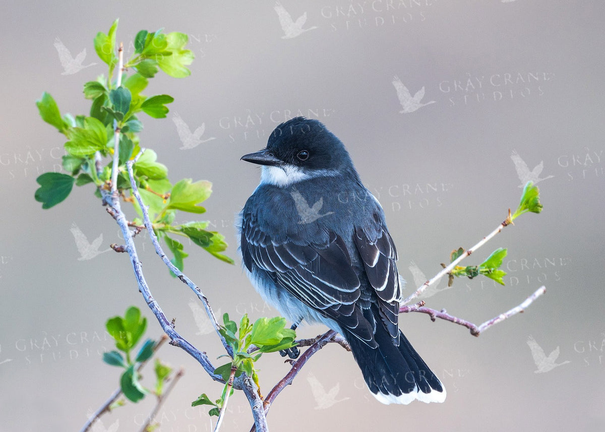 Eastern Kingbird — watercolor print by Gary Crandall