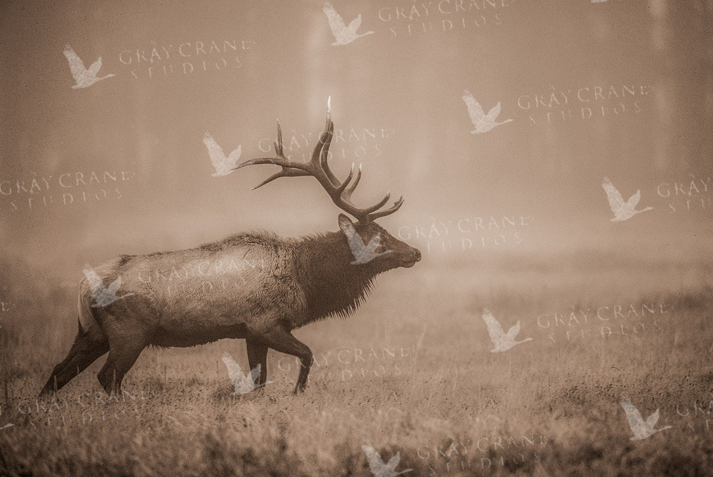 Elk In Mist Watercolor Print