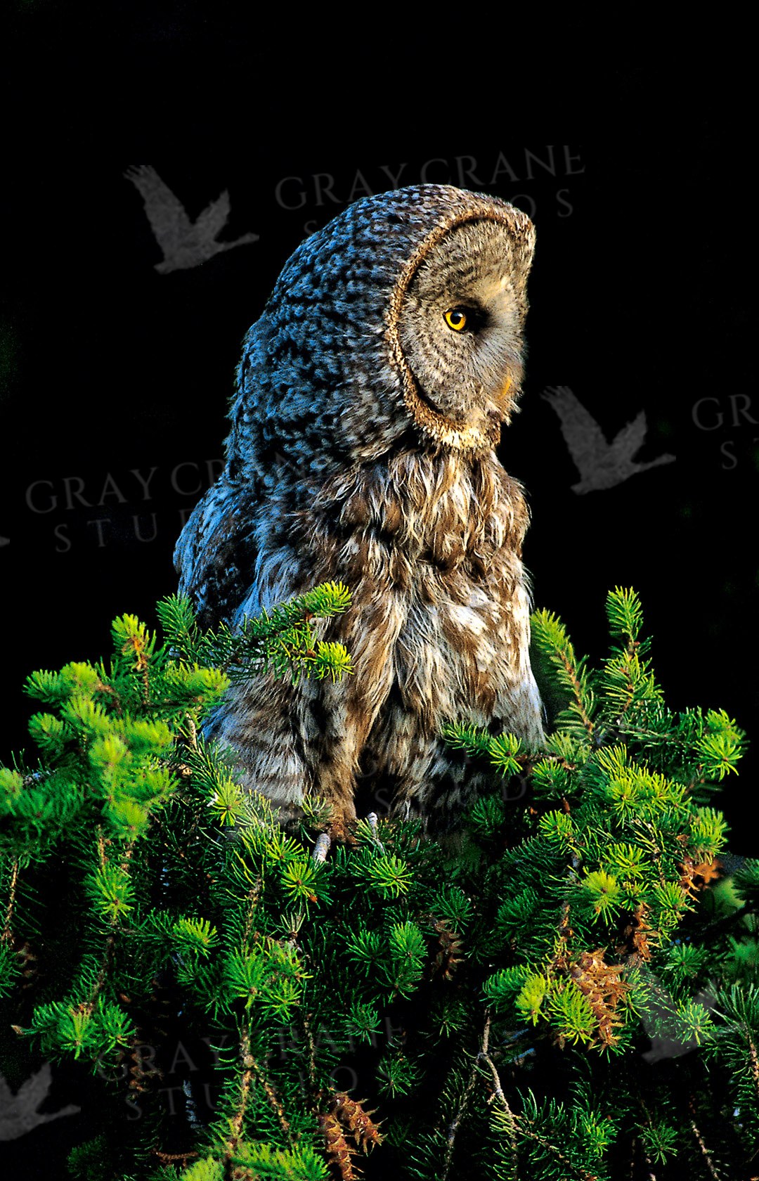 Forest Phantom — watercolor print by Gary Crandall