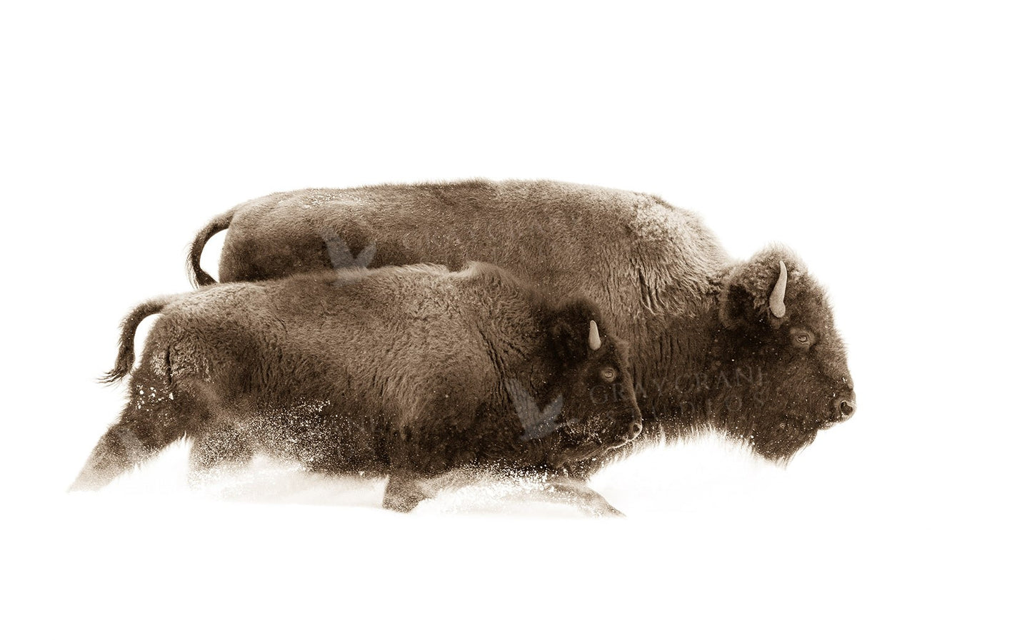 In Sync — watercolor print by Gary Crandall