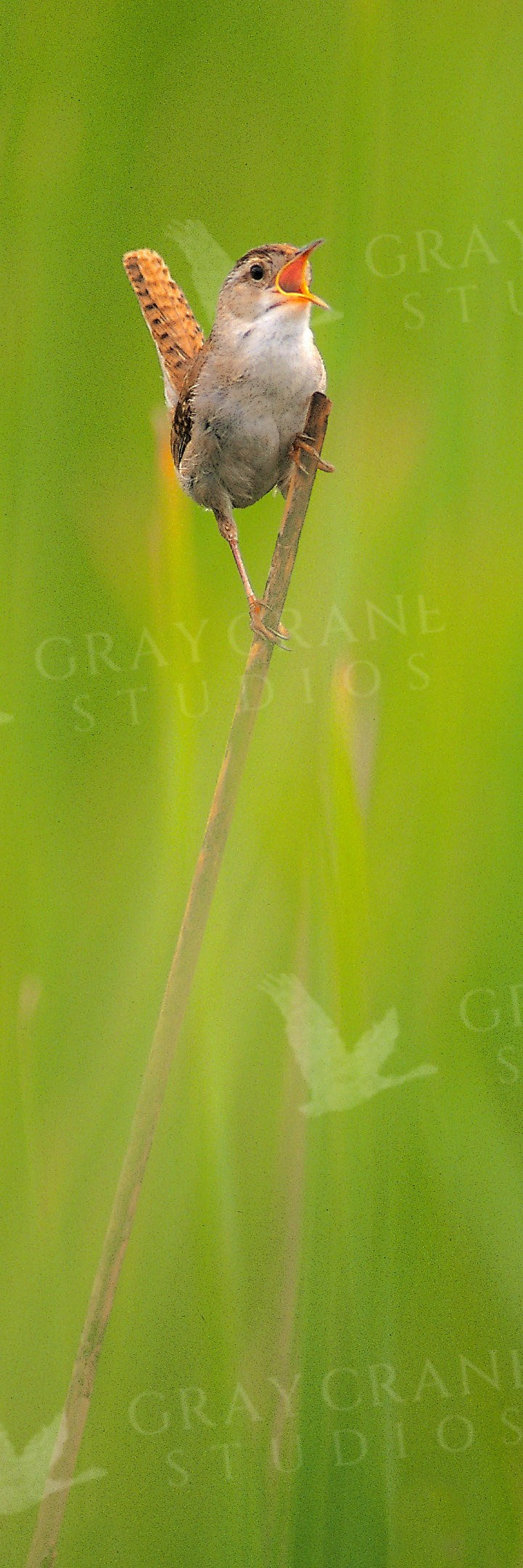 Marsh Wren — watercolor print by Gary Crandall