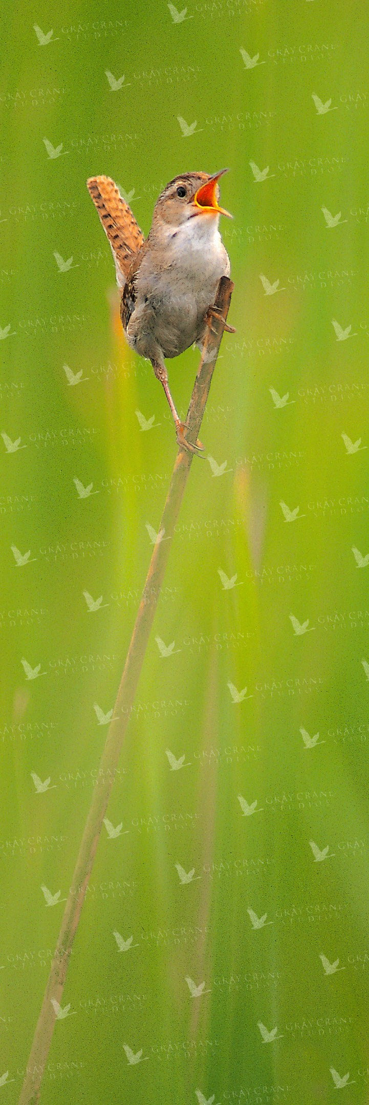 Marsh Wren Watercolor Print