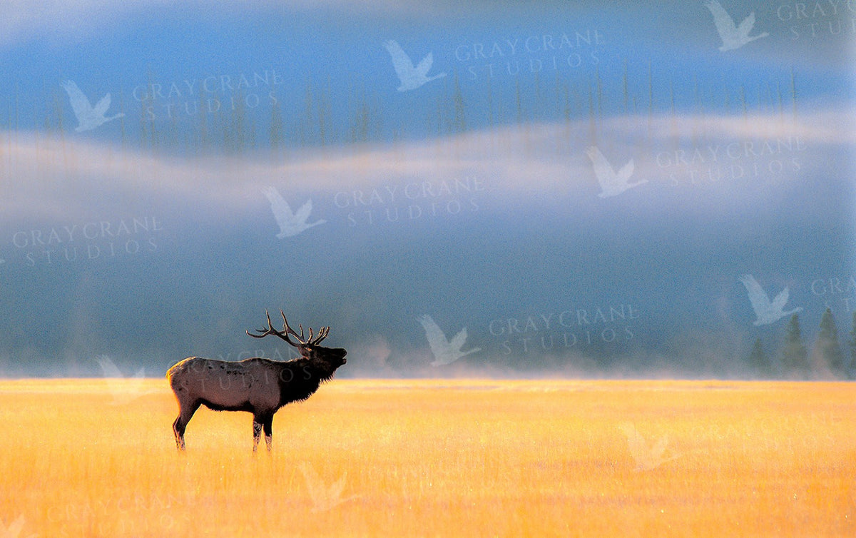 Morning Fog — watercolor print by Gary Crandall