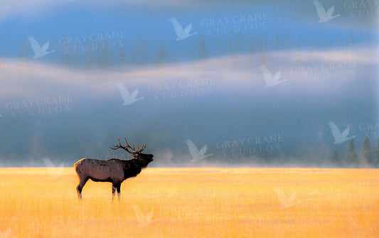 Morning Fog — watercolor print by Gary Crandall