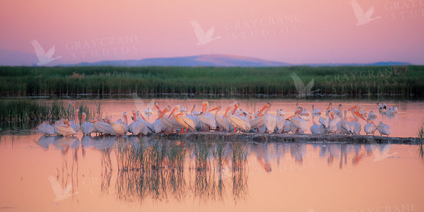 Pelican Sunset Watercolor Print