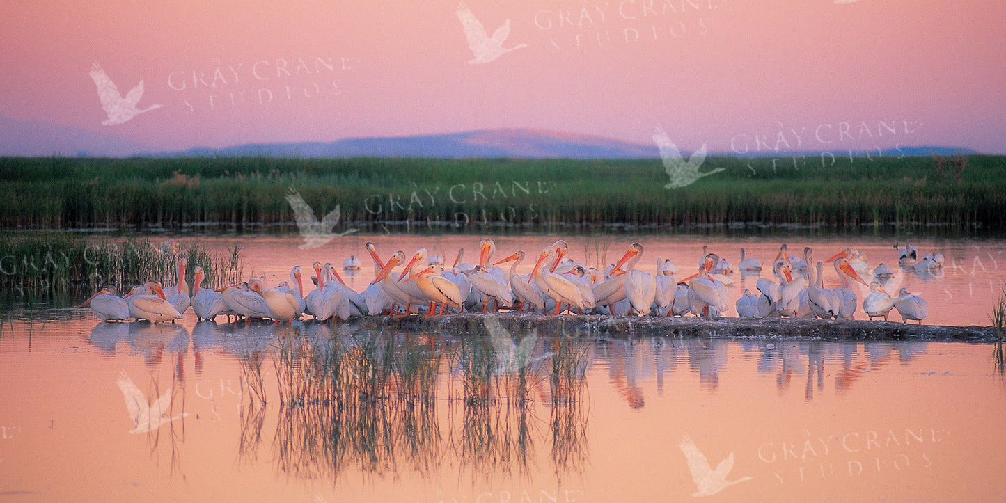 Pelican Sunset — watercolor print by Gary Crandall