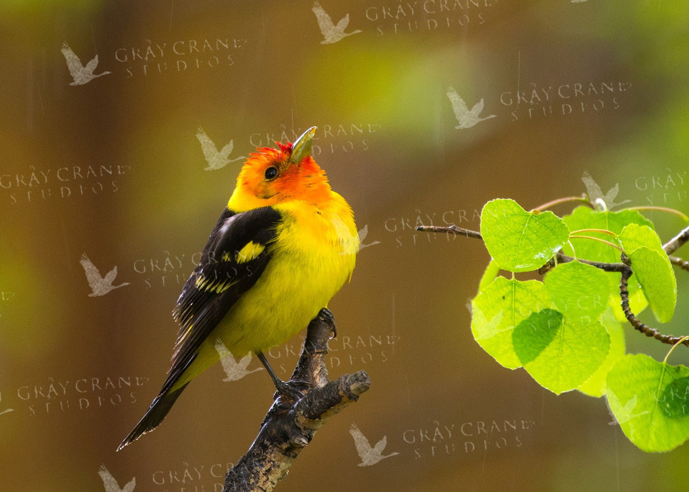 Rain Drops Watercolor Print