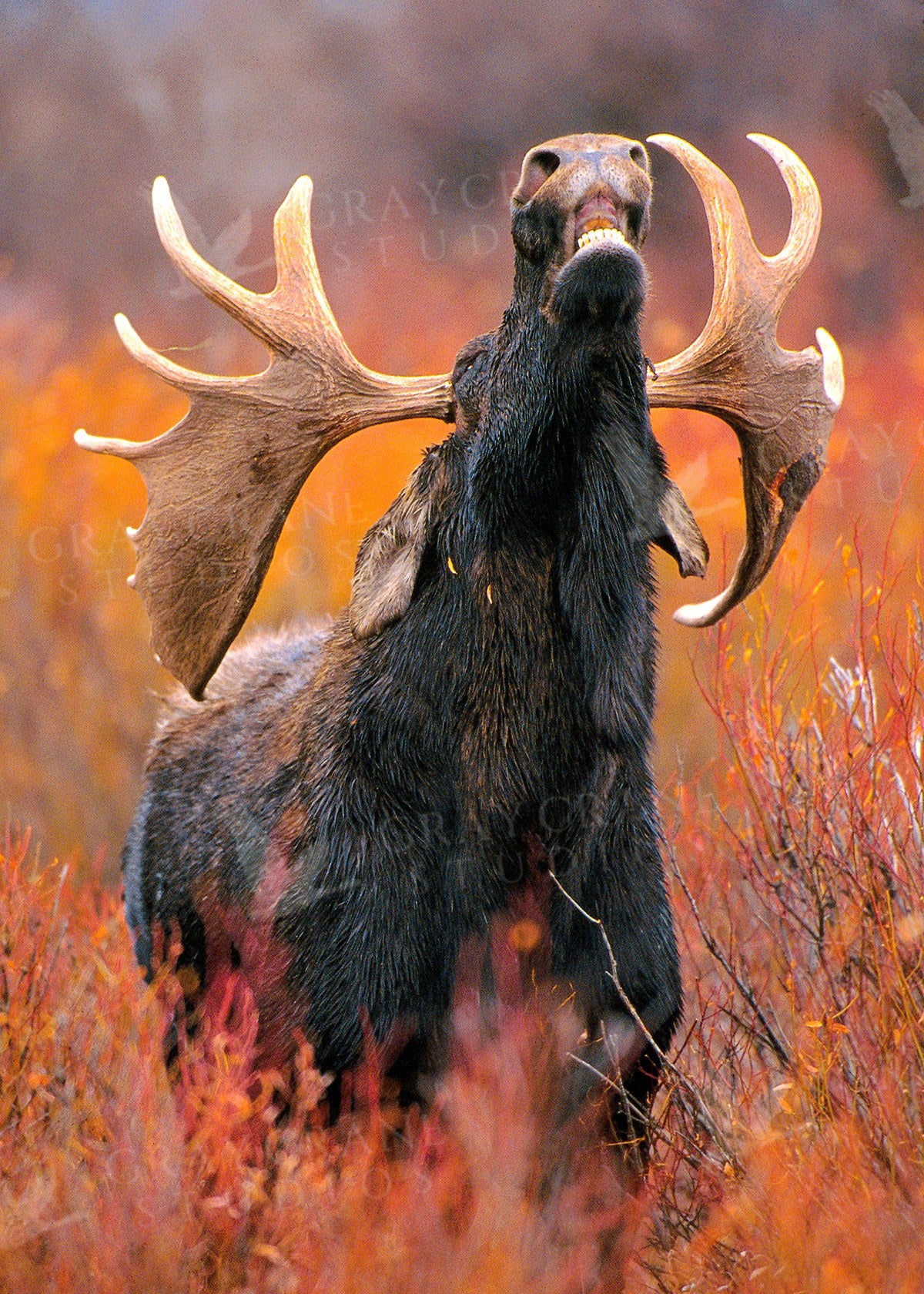 Rutting Bull — watercolor print by Gary Crandall
