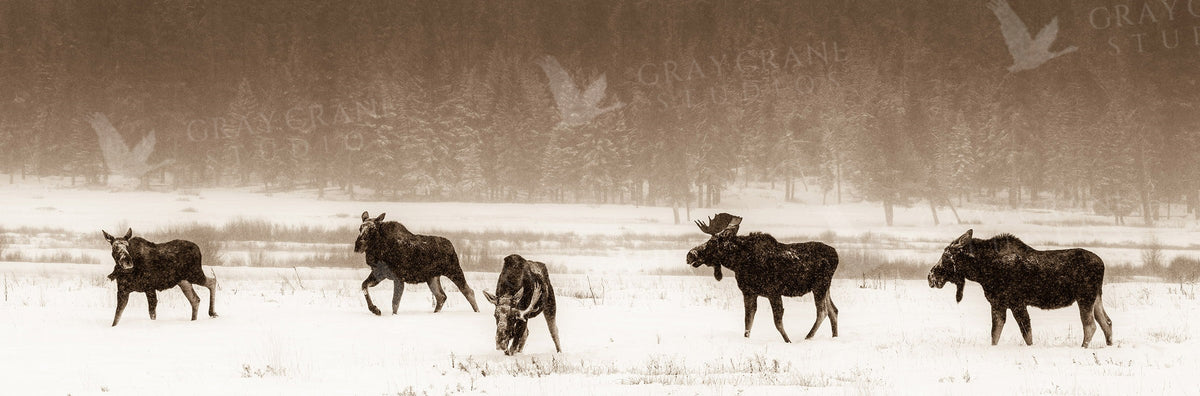 Sepia One Horn Watercolor Print