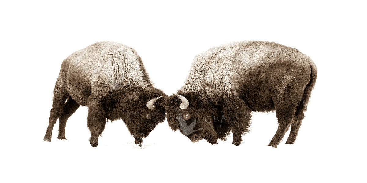 Sepia Ramble On Watercolor Print