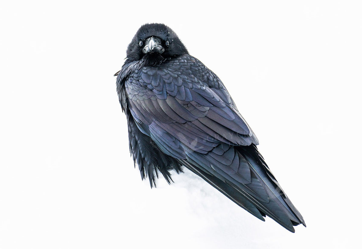 Silver Raven — watercolor print by Gary Crandall