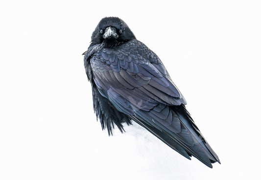Silver Raven — watercolor print by Gary Crandall