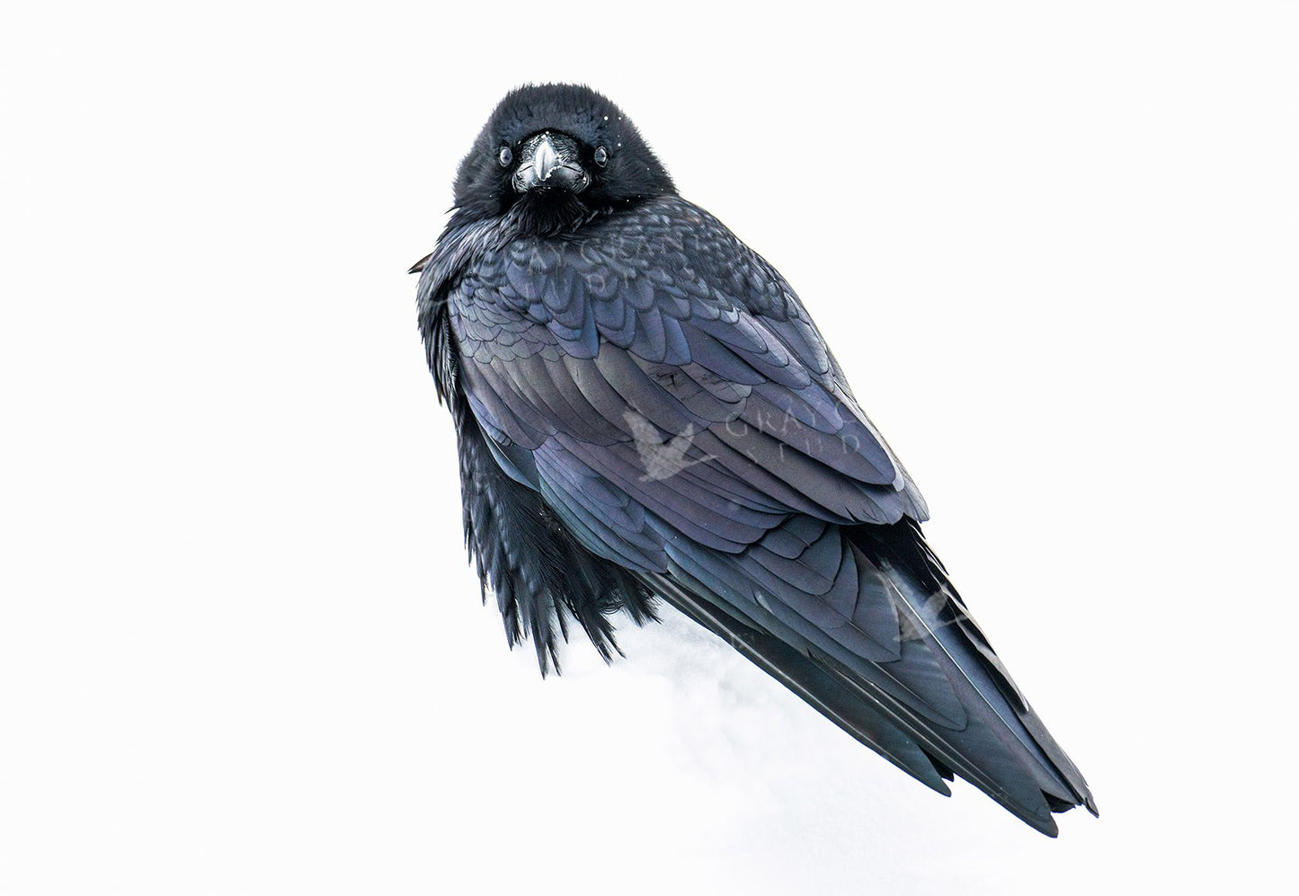 Silver Raven — watercolor print by Gary Crandall