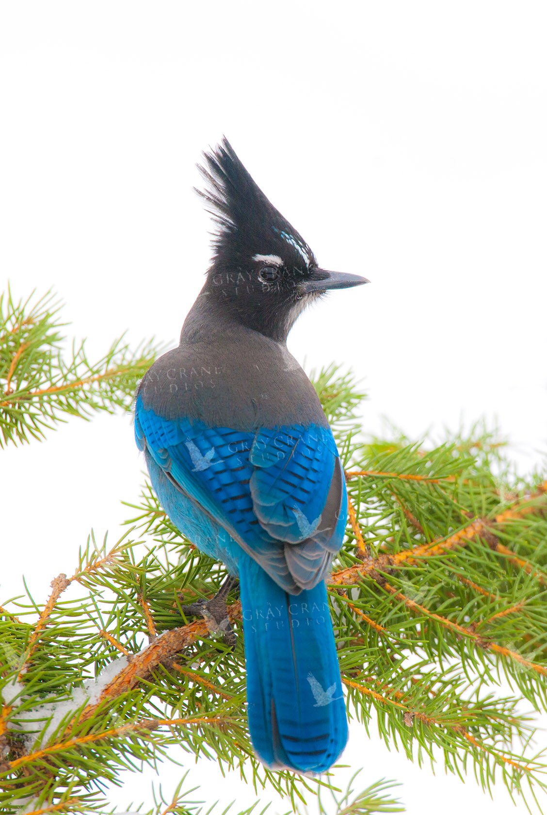 Steller's Jay — watercolor print by Gary Crandall