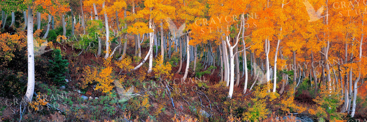 Storybook Forest — watercolor print by Gary Crandall