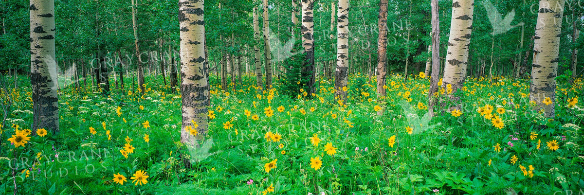 Summer Aspen Watercolor Print