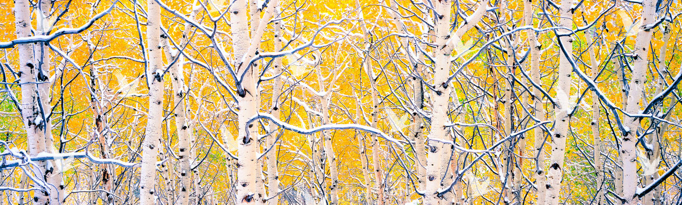 Black Aspens Watercolor Print