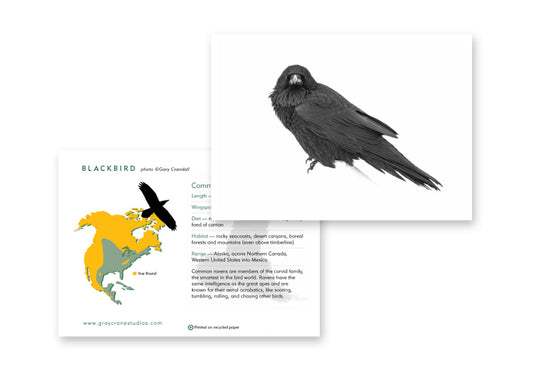 Blackbird Notecard