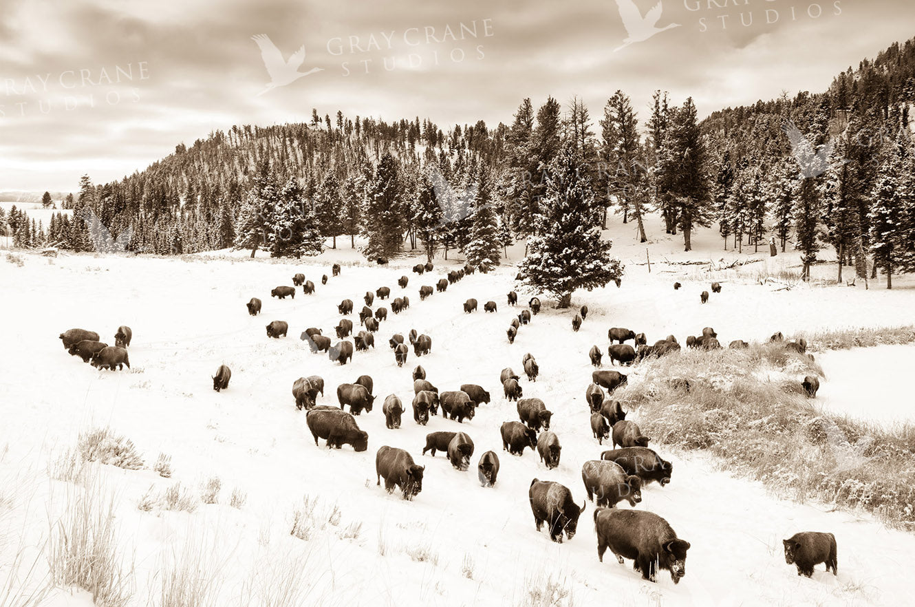 Buffalo Soldiers Sepia Watercolor Print