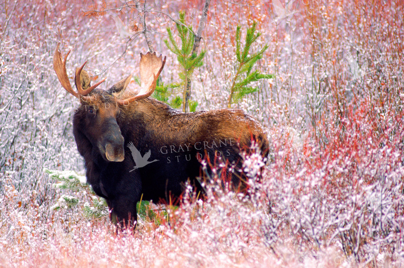 Christmas Moose Watercolor Print