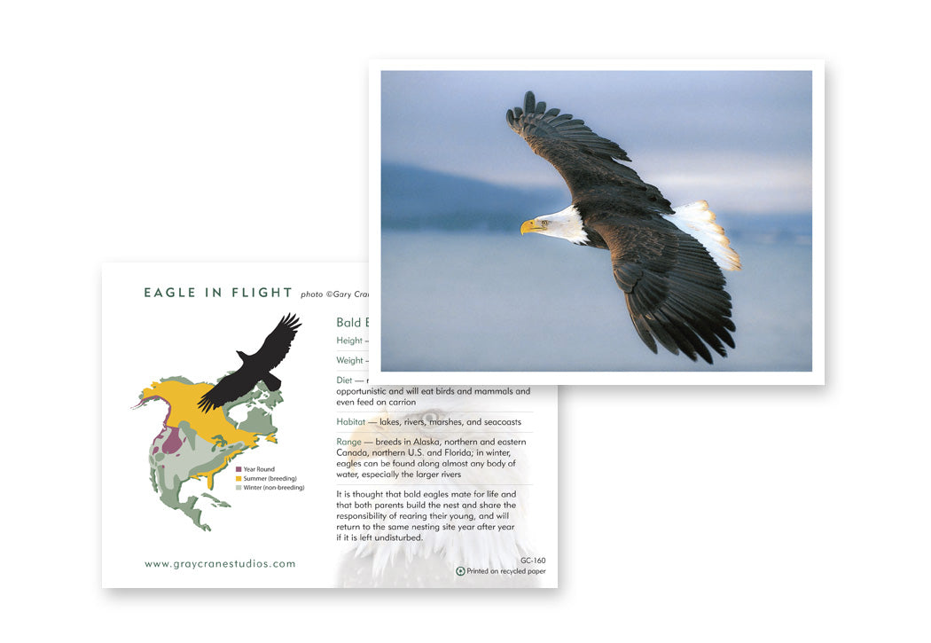 Eagle In Flight Notecard