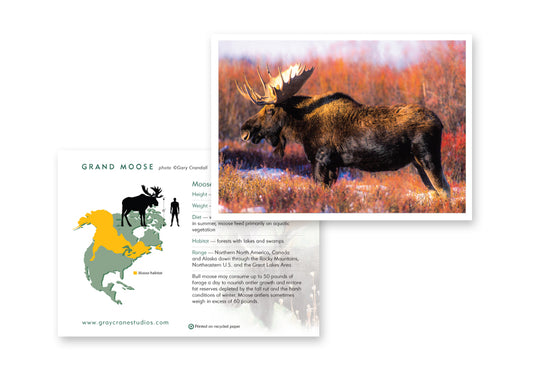 Grand Moose Notecard