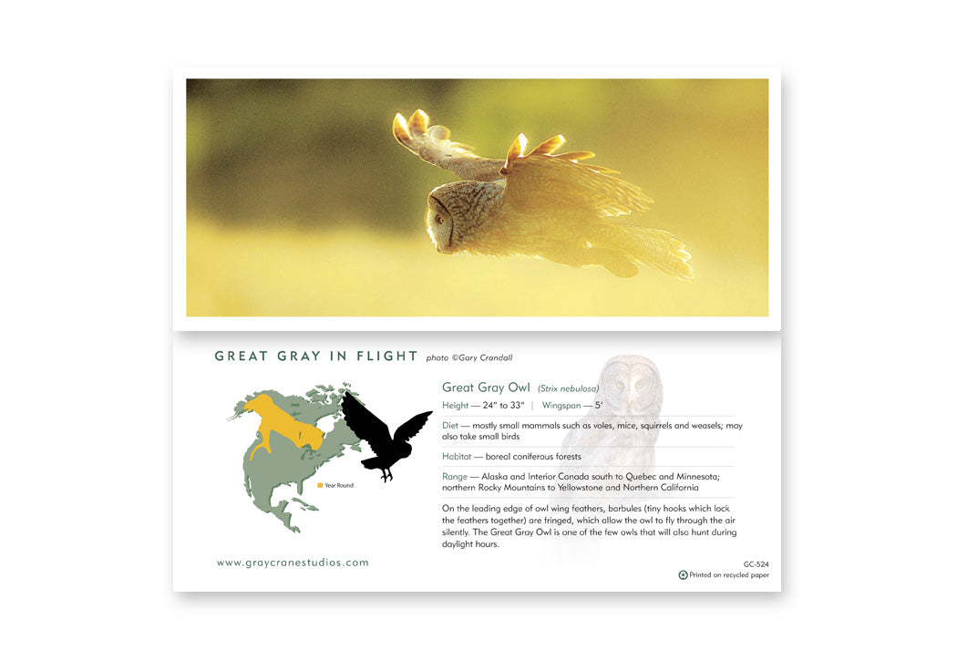 Great Gray in Flight Notecard