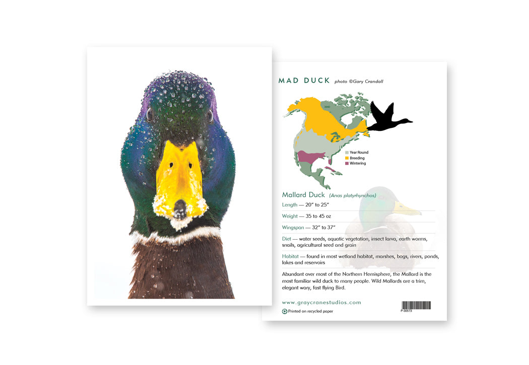 Mad Duck Notecard