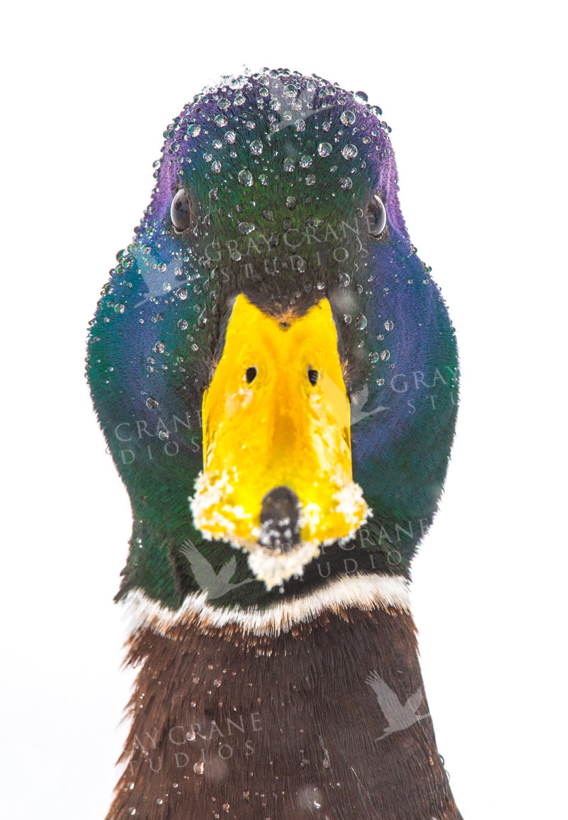 Mad Duck Watercolor Print