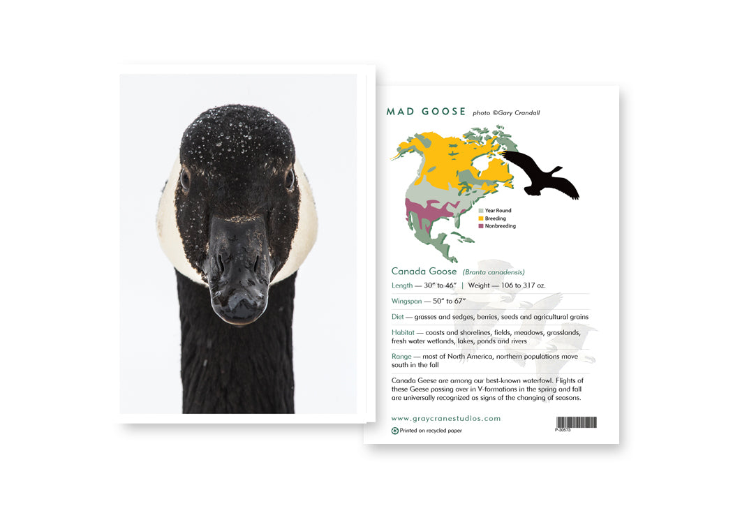 Mad Goose Notecard