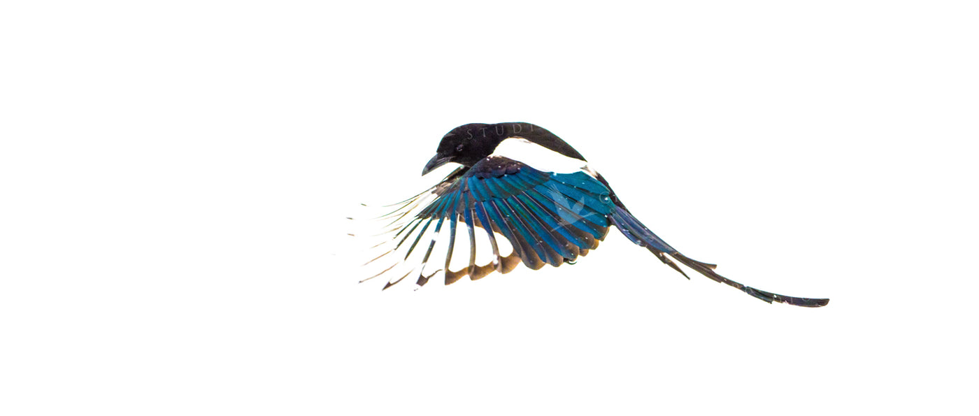 Magpie Rising Watercolor Print