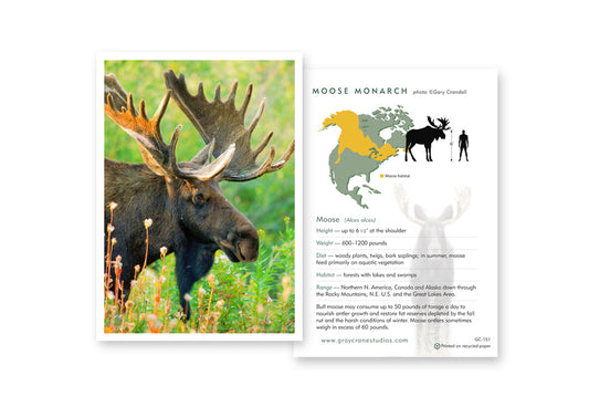 Moose Monarch Notecard